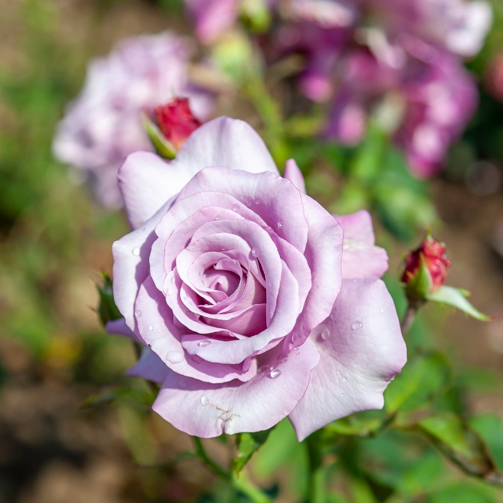 Neptune™ Bare Root Rose Bush