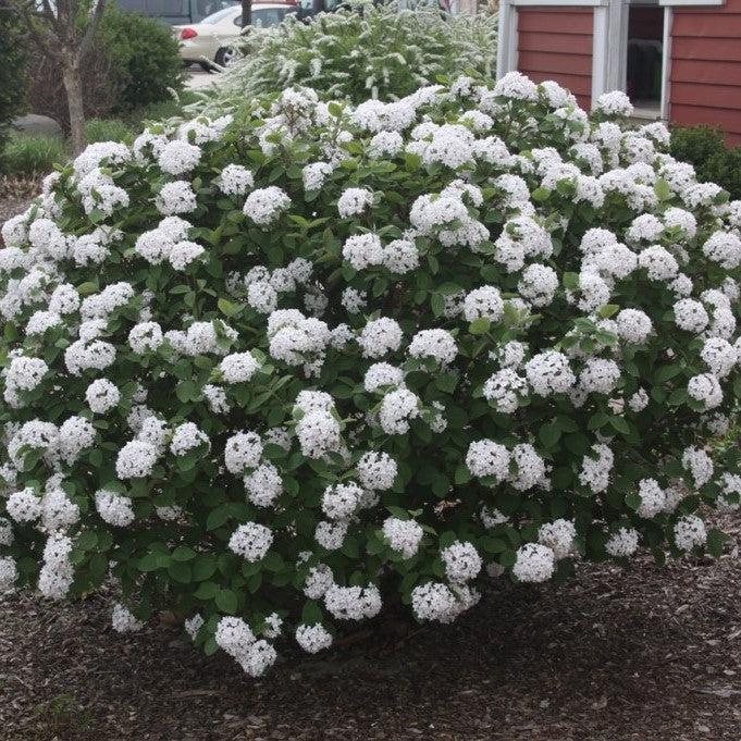 Viburnum carlesii  Spice Island™ Potted Korean Spice Viburnum Bush
