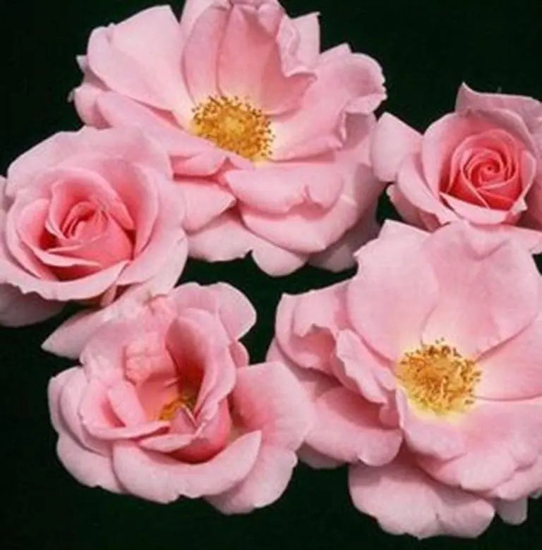 Baby Blanket™ Potted Rose Bush