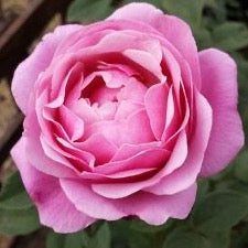 Cathedral Bells™ Rose Bush