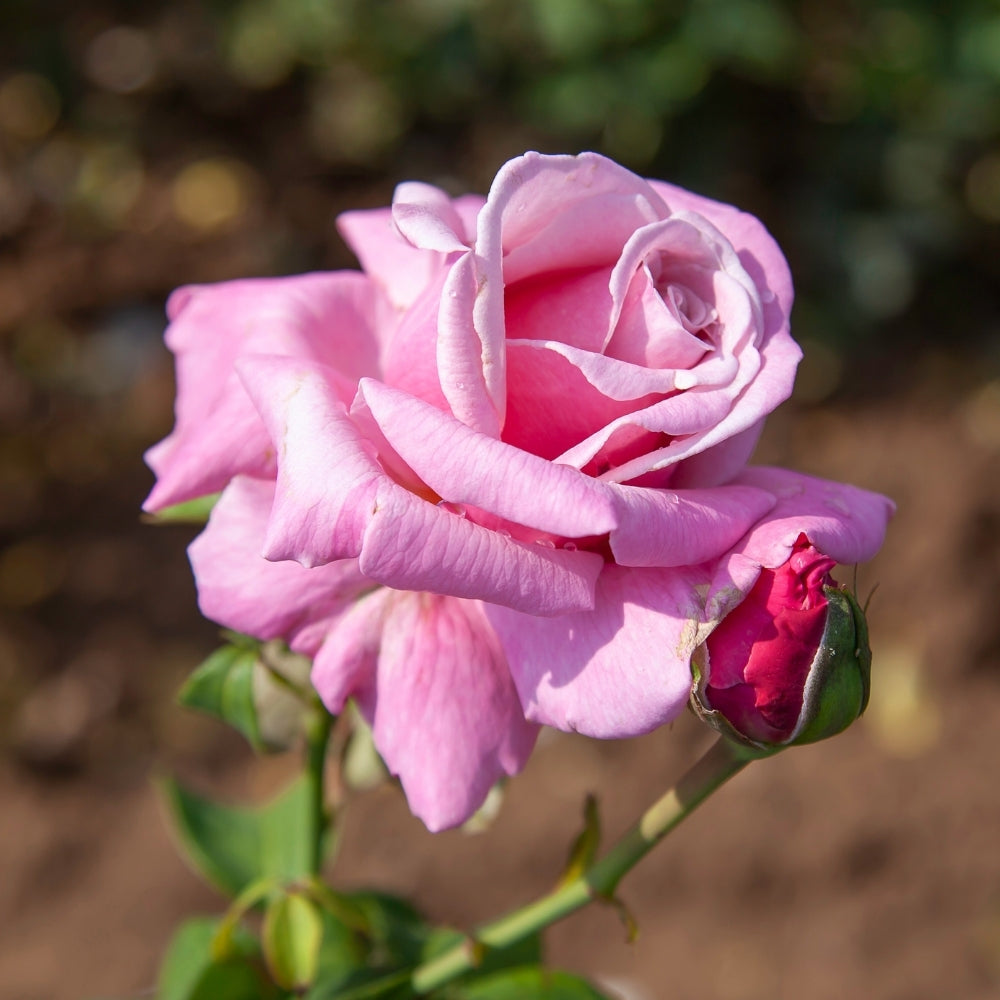 Memorial Day®  Bare Root Rose Bush