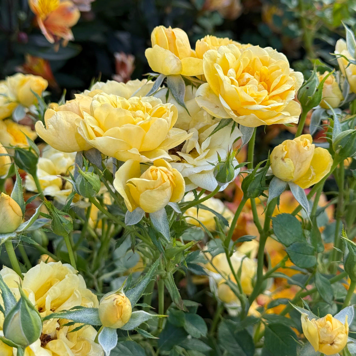 Lemon Drop™ Bare Root Rose Bush