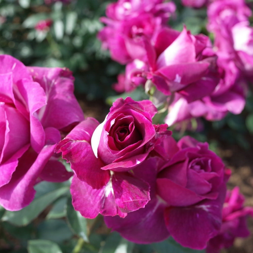 Intrigue Bare Root Tree Rose