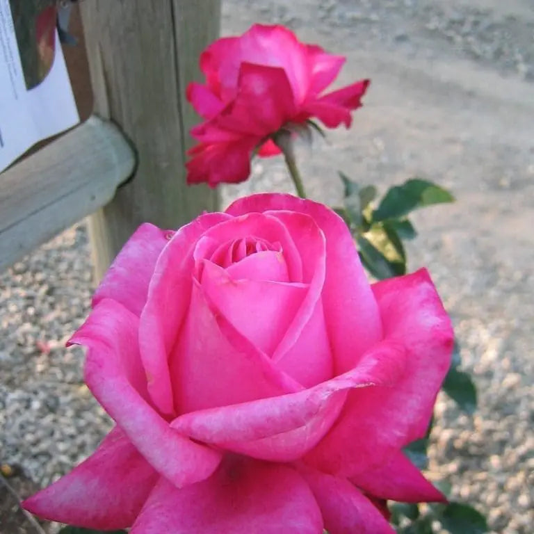 Elizabeth Taylor™ Potted Rose Bush