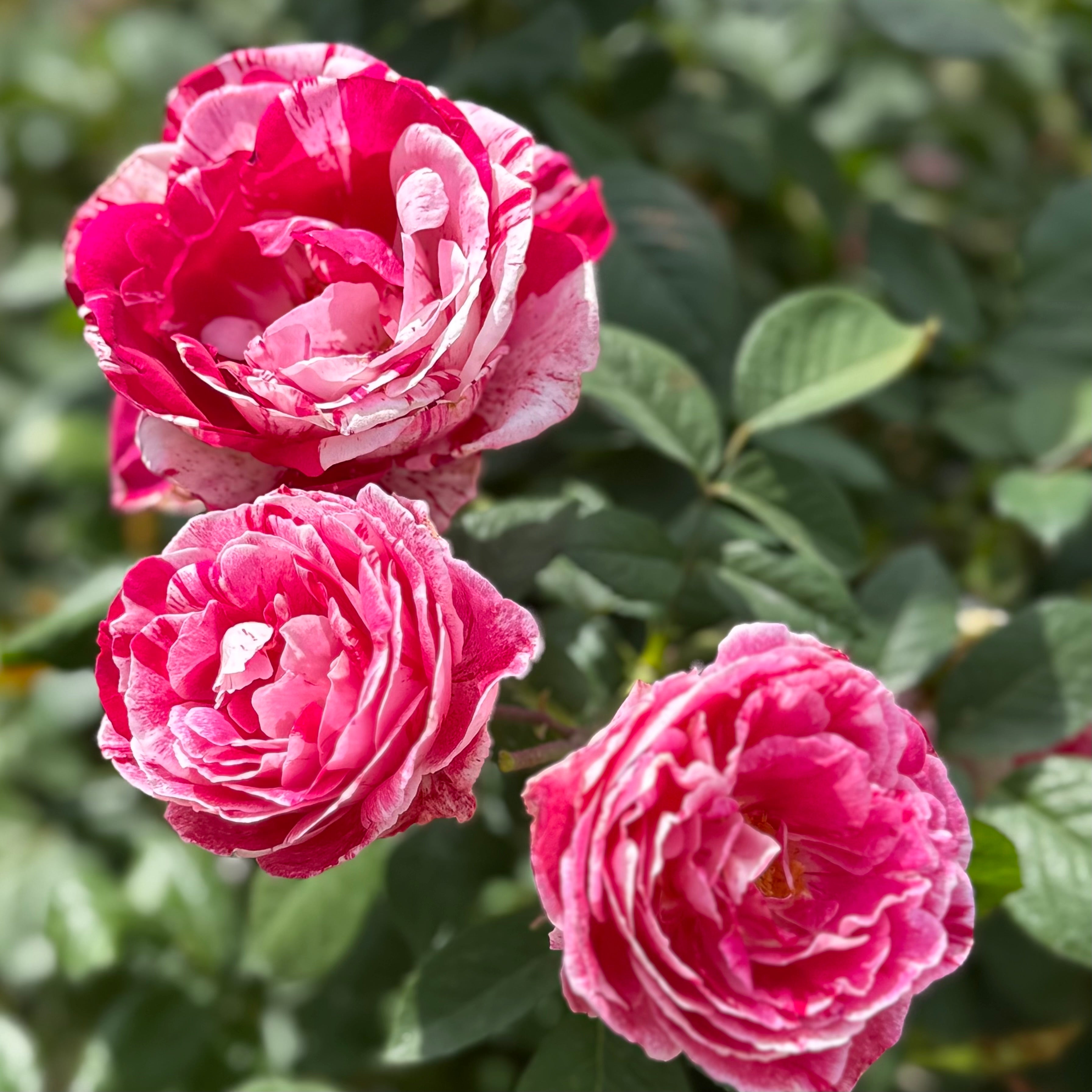 Scentimental™ Potted Tree Rose