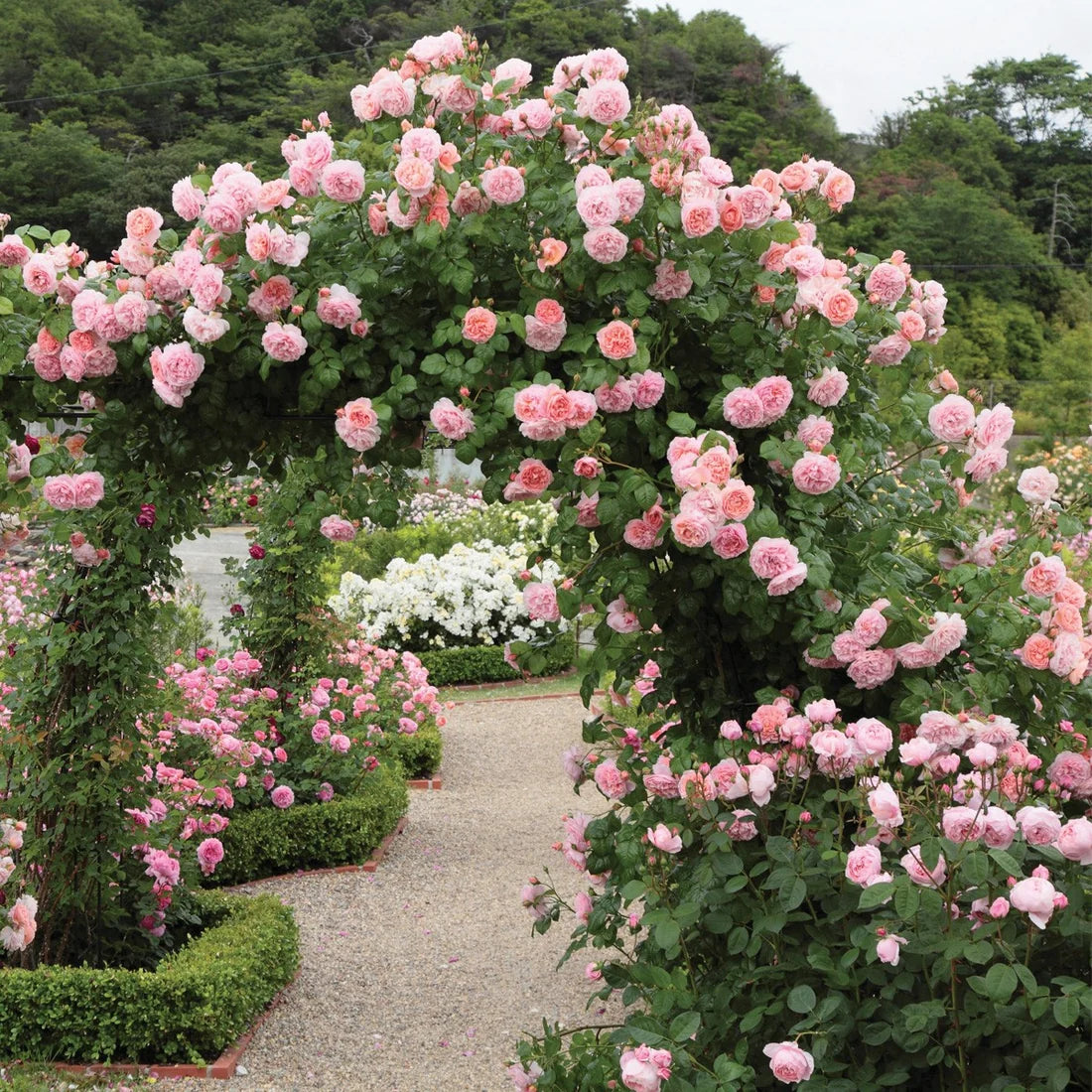 Strawberry Hill Bare Root Rose Bush