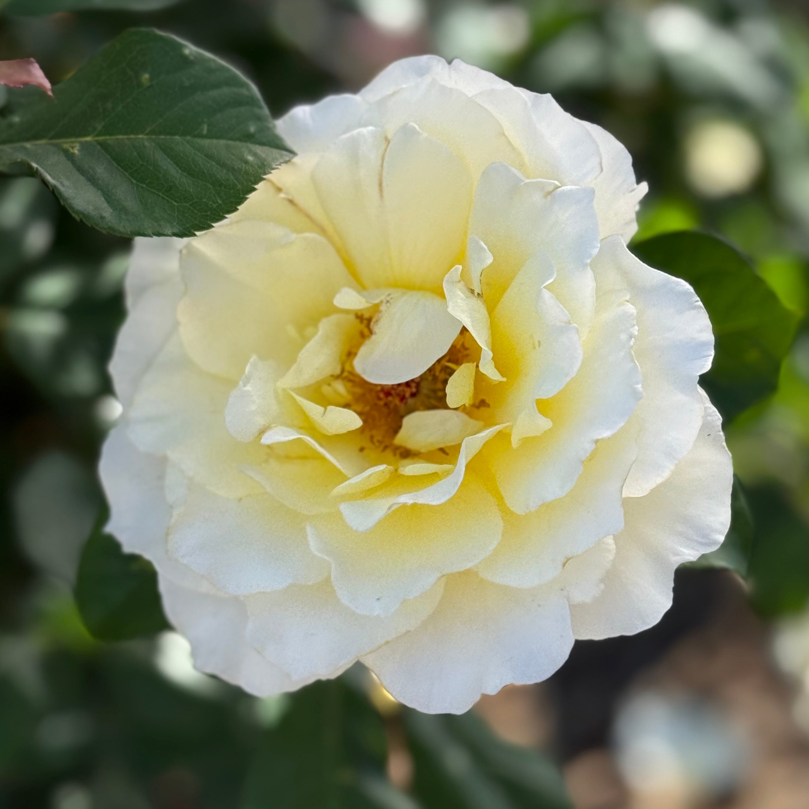 White Licorice™ Potted Rose Bush