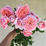 David Austin® Abraham Darby® Potted Rose Bush