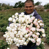 Parfuma® Earth Angel™ Rose Bush