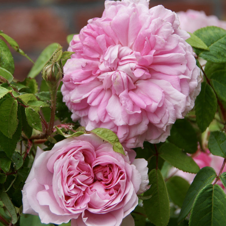 Enfant de France Potted Rose Bush