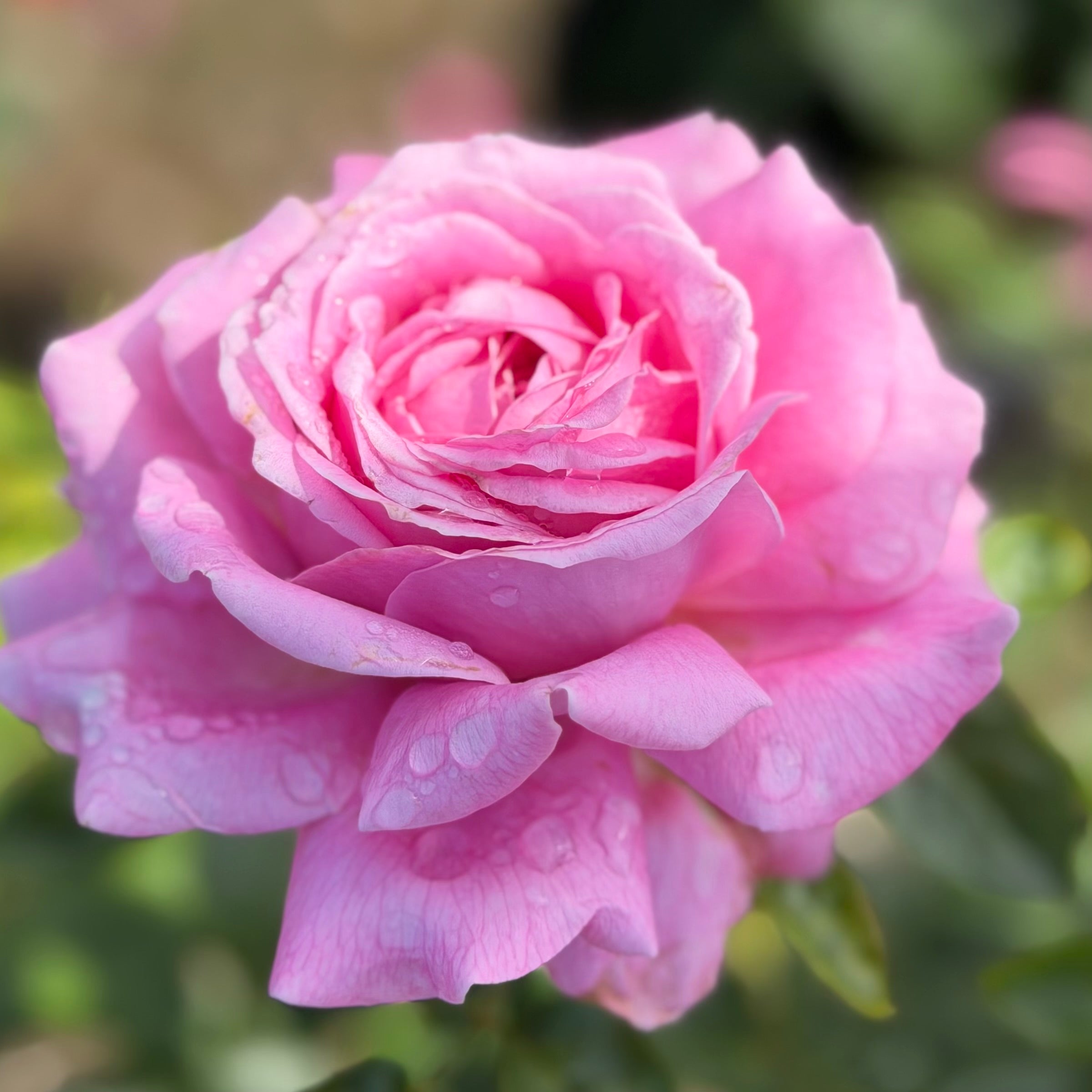 Héloïse-Grace™ Potted Rose Bush