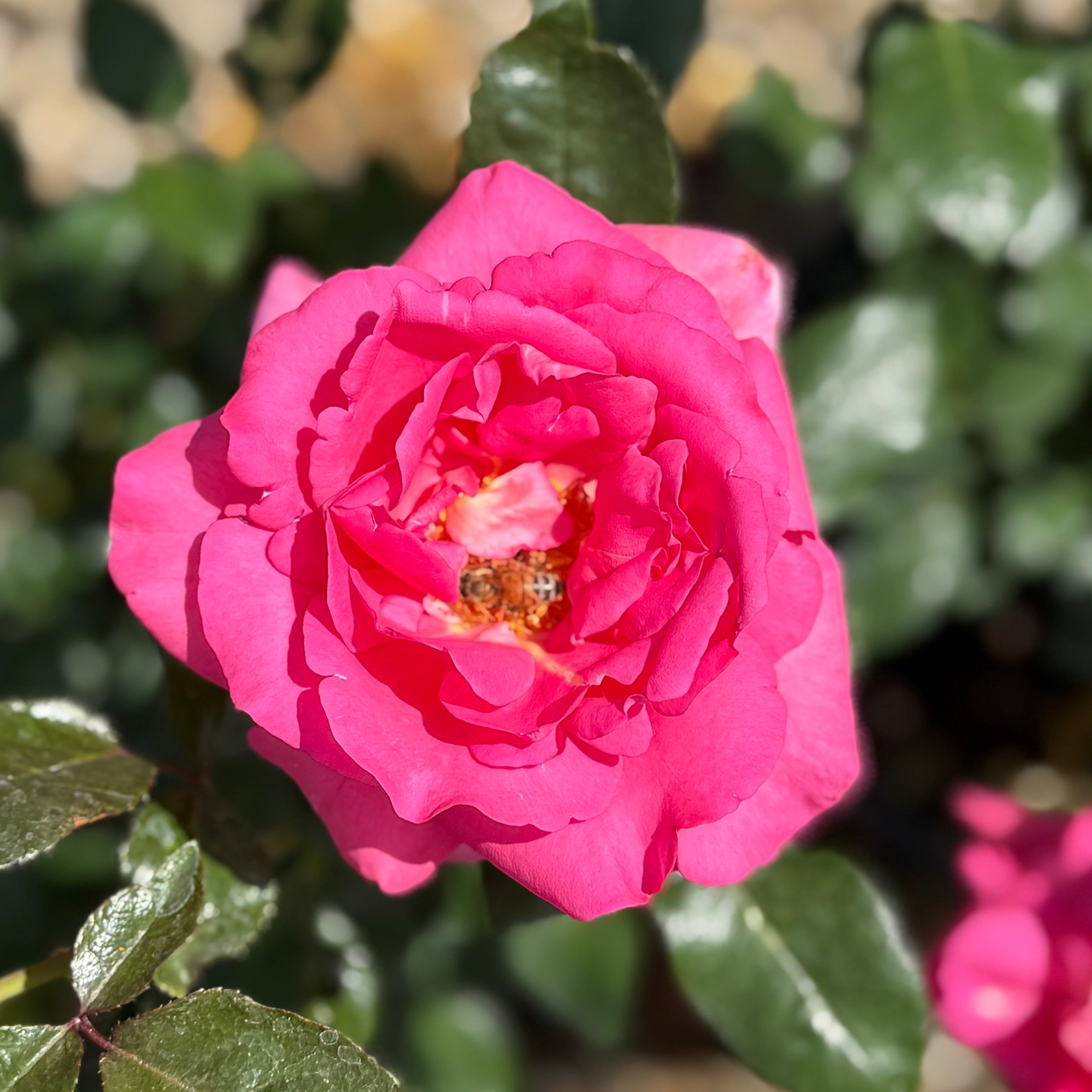 Barbra's Baby™ Potted Rose Bush