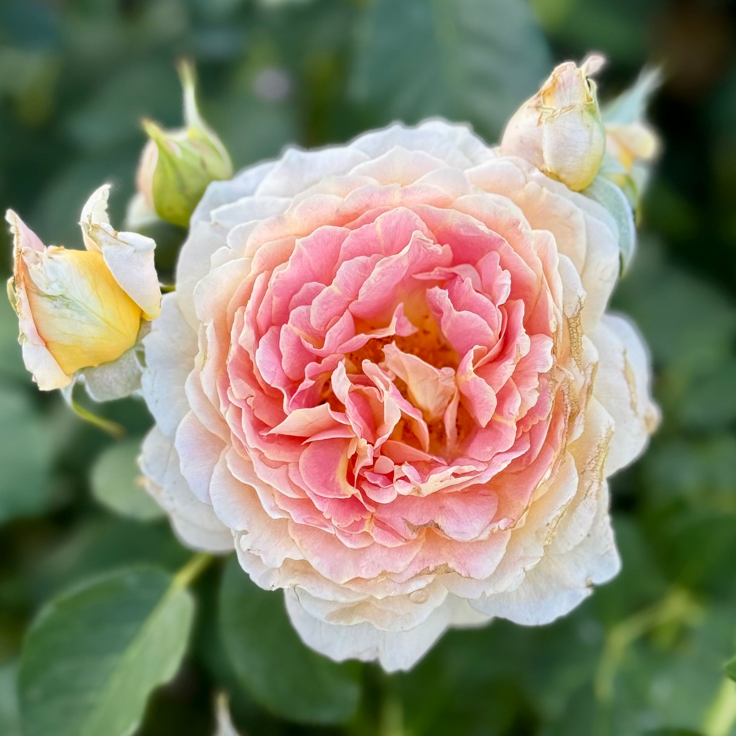 Fun in the Sun™ Potted Tree Rose