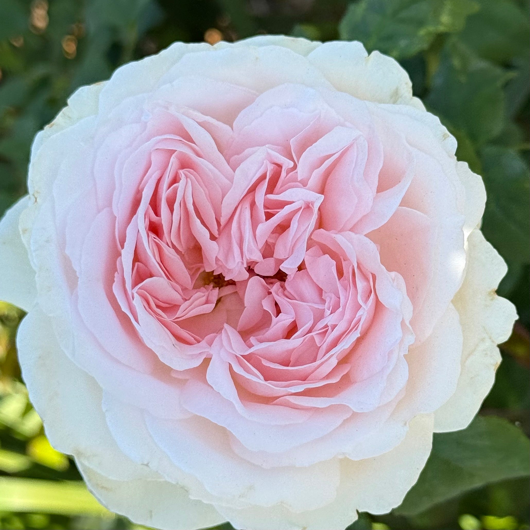 Sexy Rexy®  Potted Rose Bush