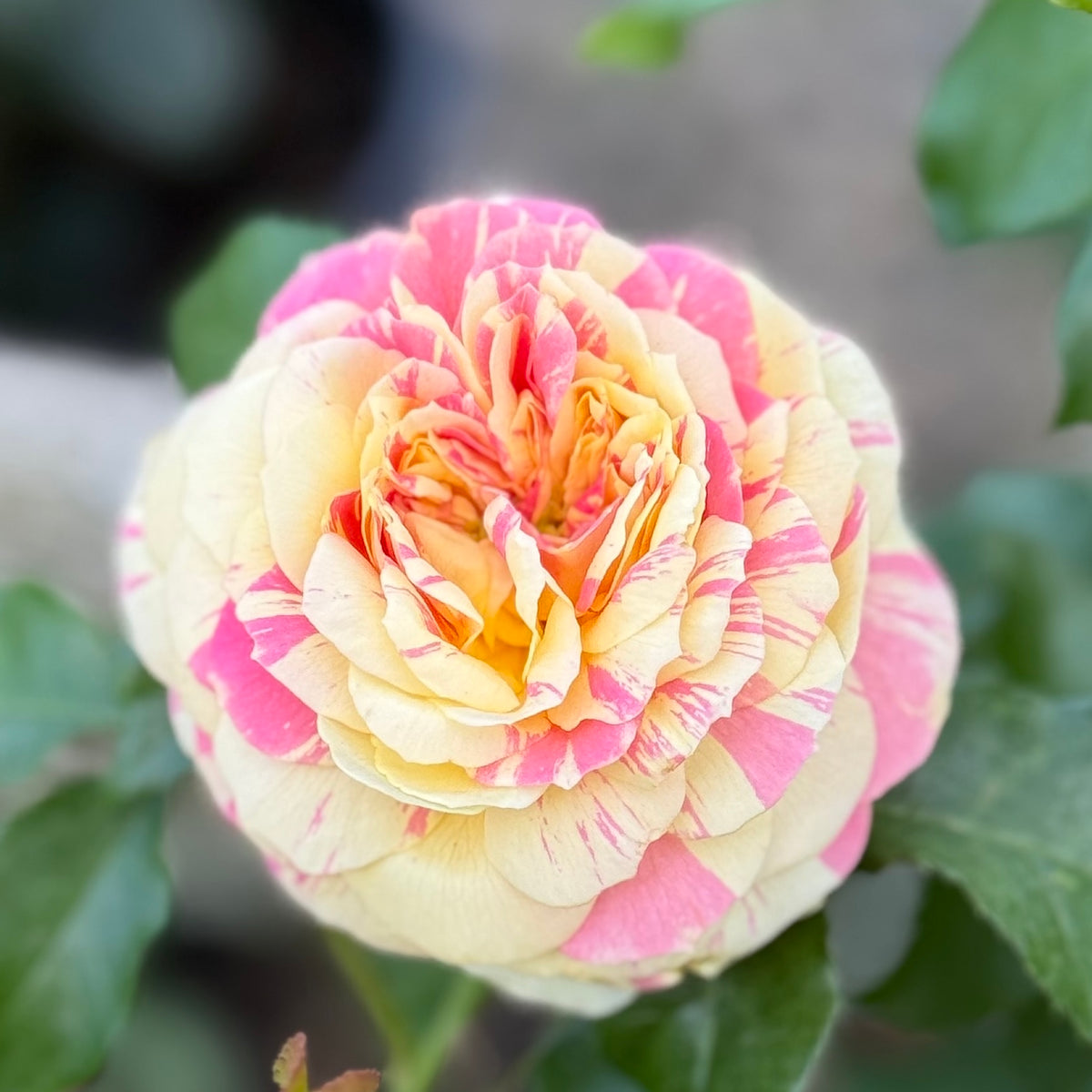 Pop Art™ Bare Root Rose Bush
