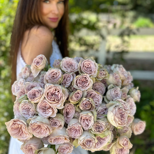 Notre Dame Rose Bush