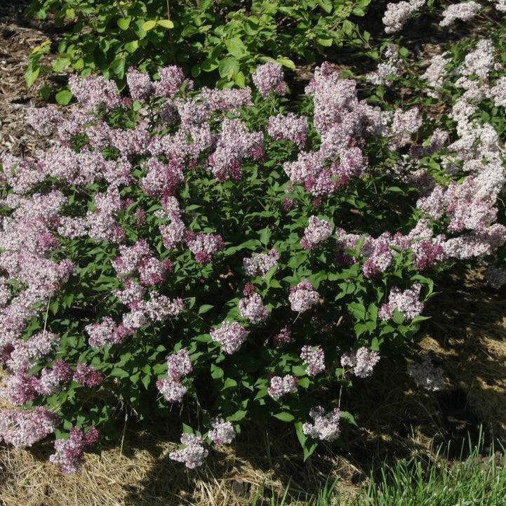 Lilac Baby Kim® Potted Lilac Bush