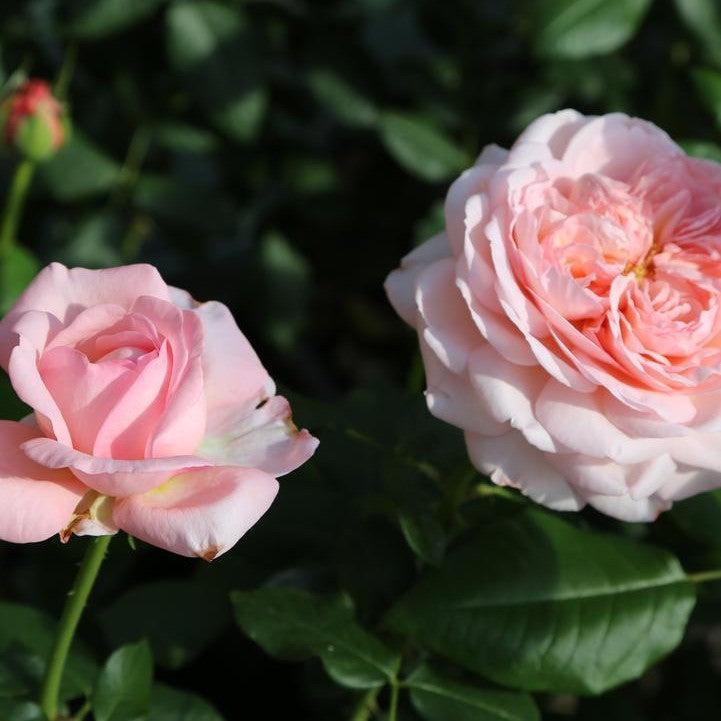 Martha Stewart™ Potted Rose Bush