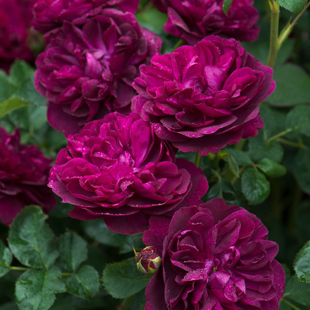 GARDEN ROSES: The Complete Guide to Growing & Arranging Spectacular Blooms *Signed Copy*