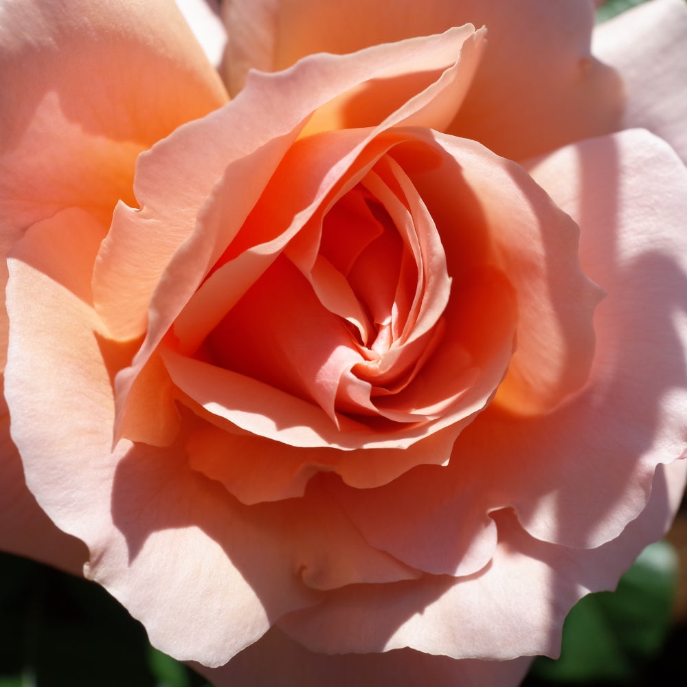 Apricot Candy™ Bare Root Rose Bush
