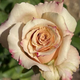 Sahara Sensation™ Rose Bush