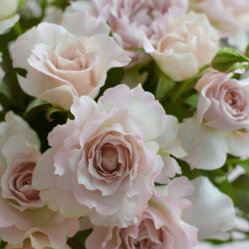 Saphiret Potted Rose Bush