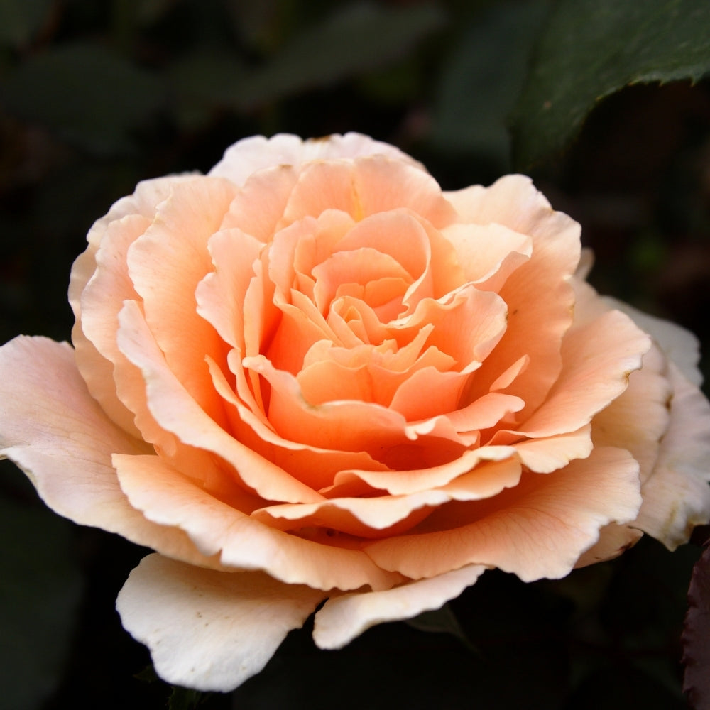 Just Joey Bare Root Rose Bush