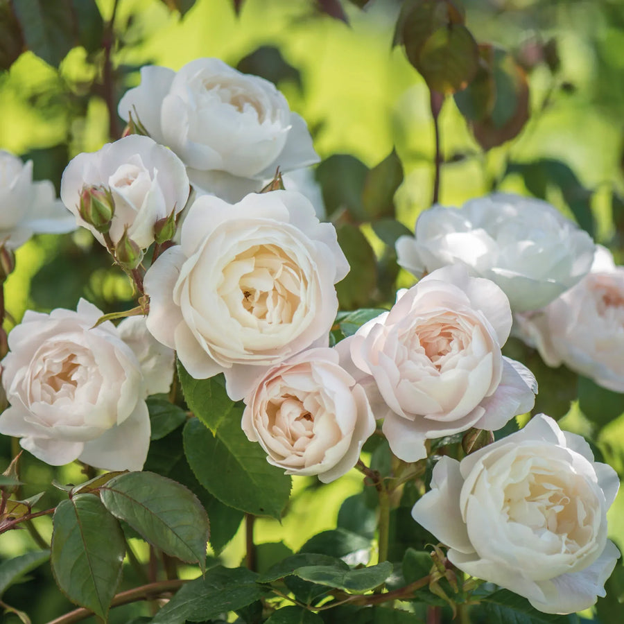 David Austin® Desdemona® Potted Rose Bush