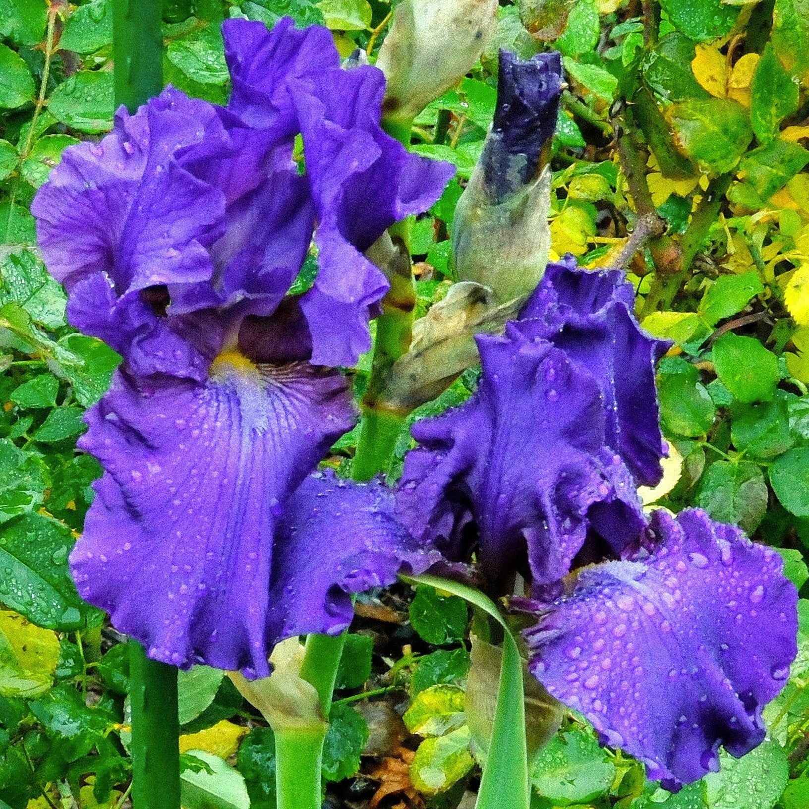 Iris His Royal Highness Bearded Potted Iris Plant
