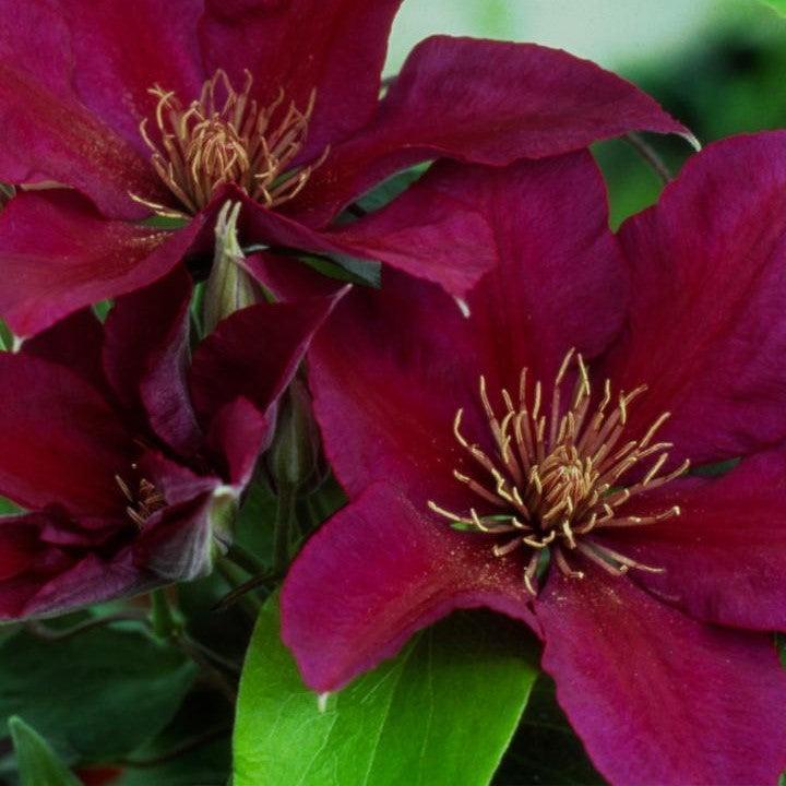 Clematis Raymond Evison® Boulevard® Picardy™ Potted Clematis Plant