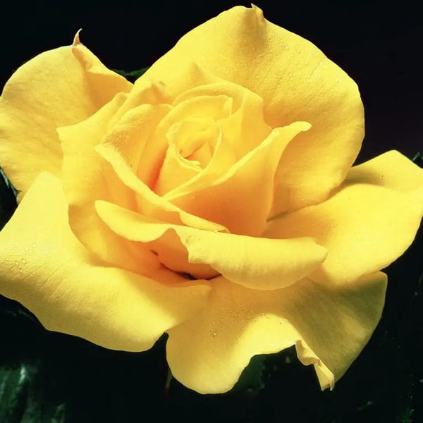 Midas Touch Bare Root Rose Bush