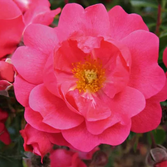 Flower Carpet® Pink Supreme Potted Rose Bush
