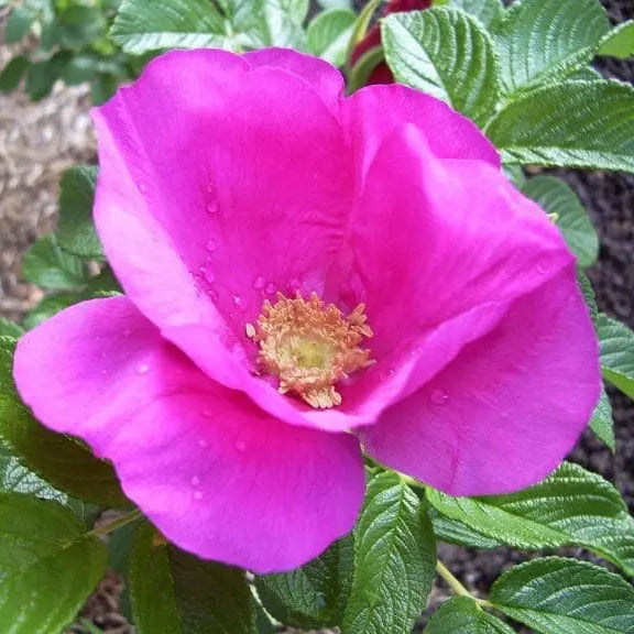 Rosa Rugosa Potted Rose Bush