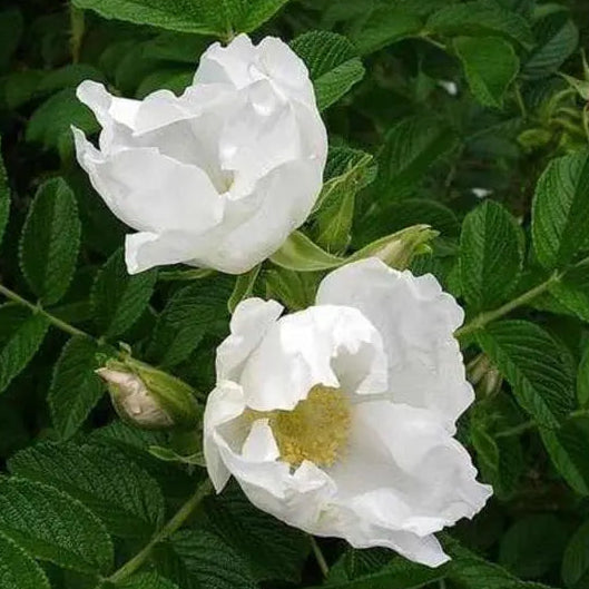 Rosa Rugosa Alba Potted Rose Bush