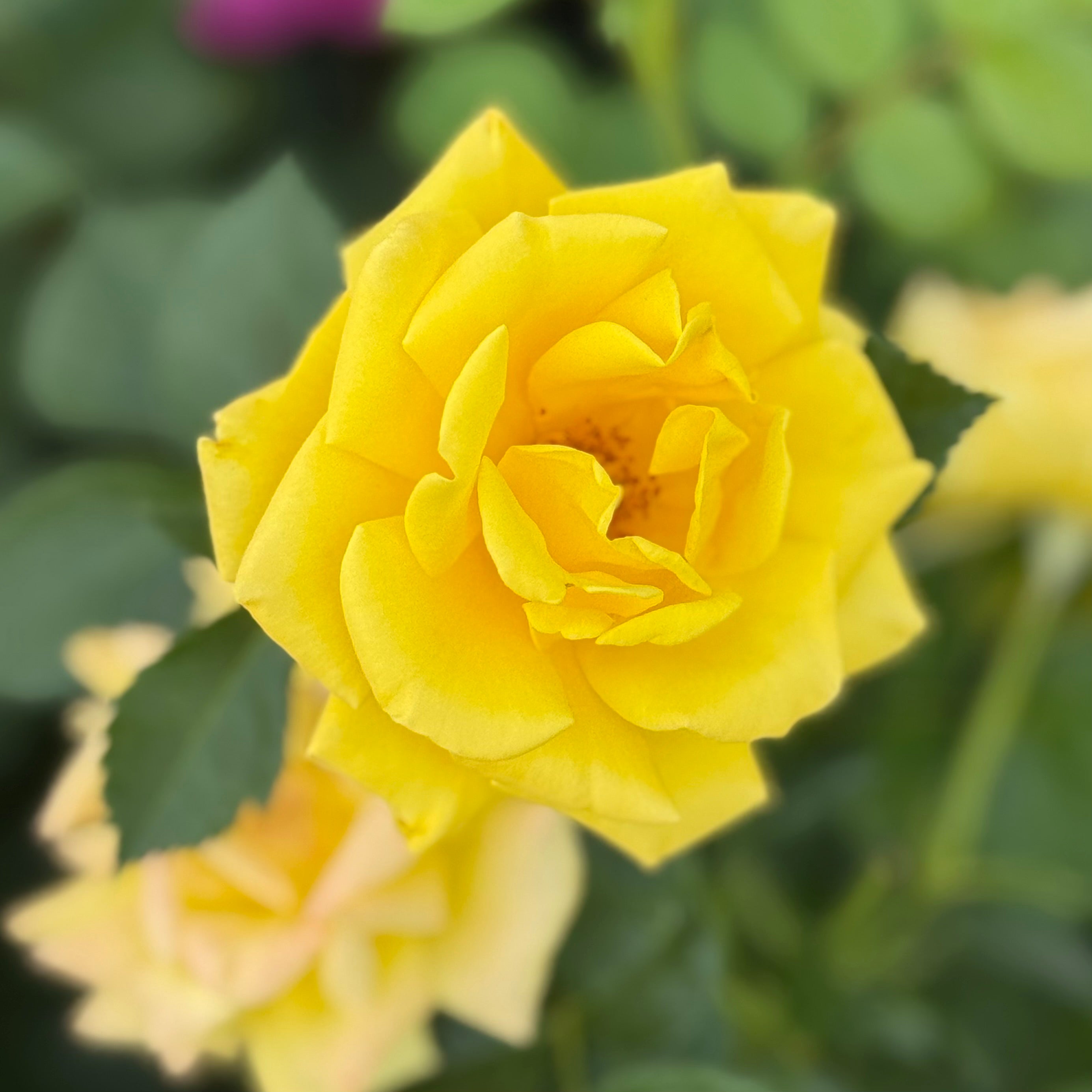 Shockwave™ Bare Root Rose Bush