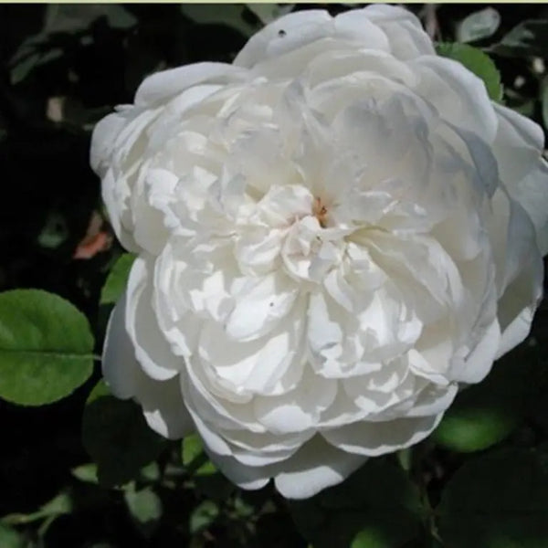 Sea Foam Potted Rose Bush