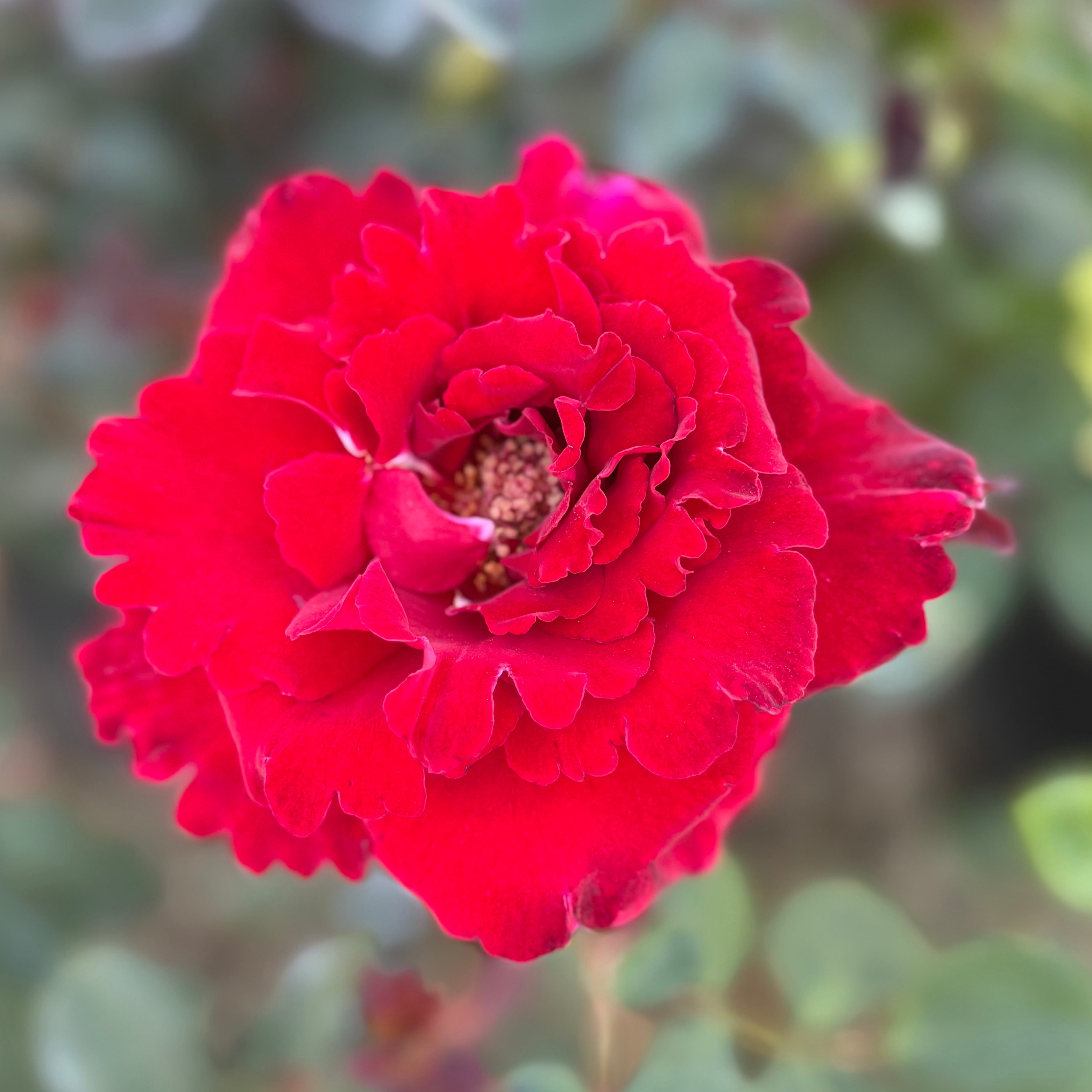 Lasting Peace™ Potted Rose Bush