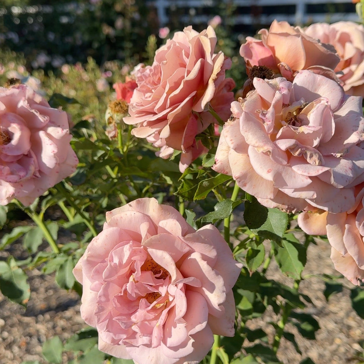 Koko Loko™ Potted Rose Bush