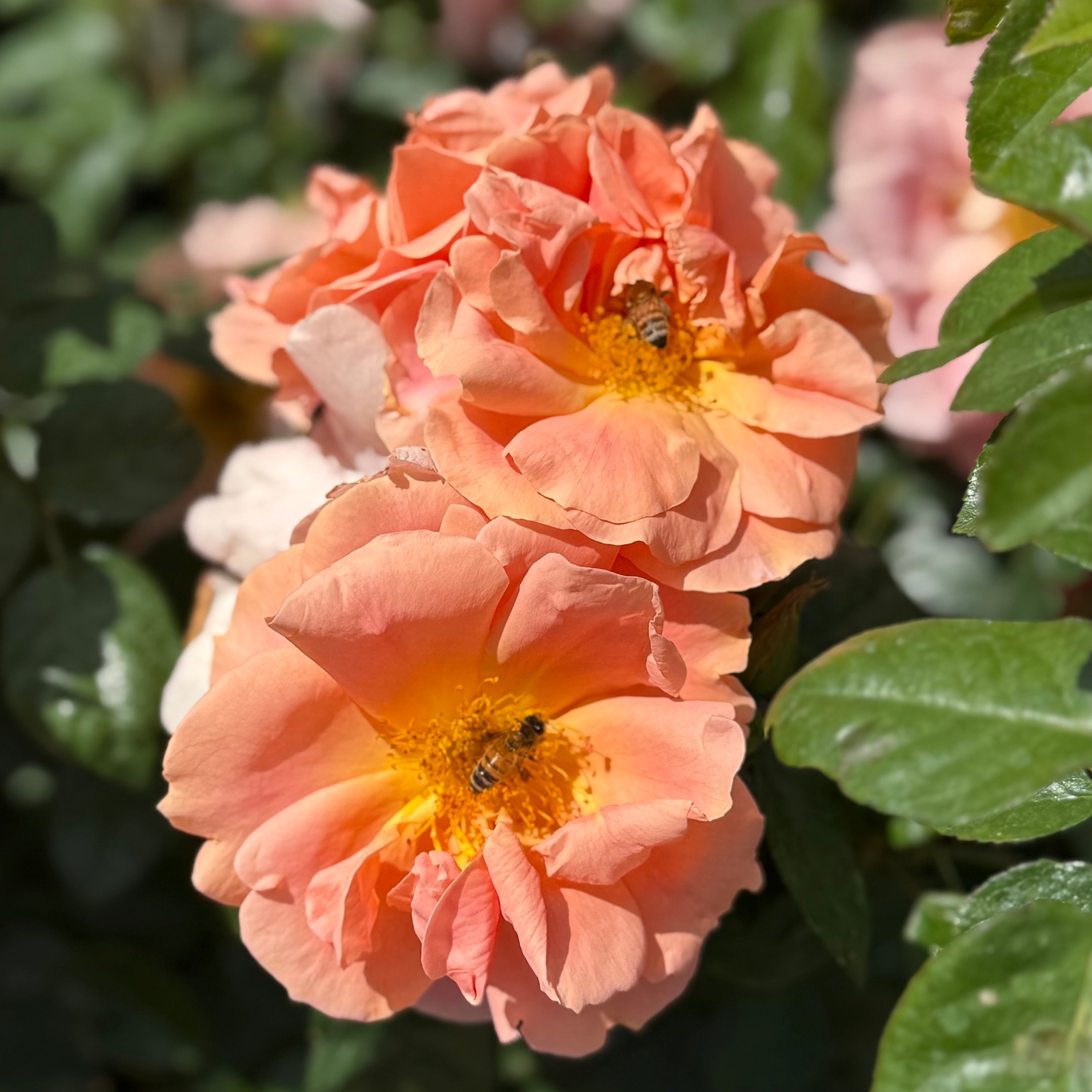 Sunbelt® Sierra Lady™  Potted Rose Bush