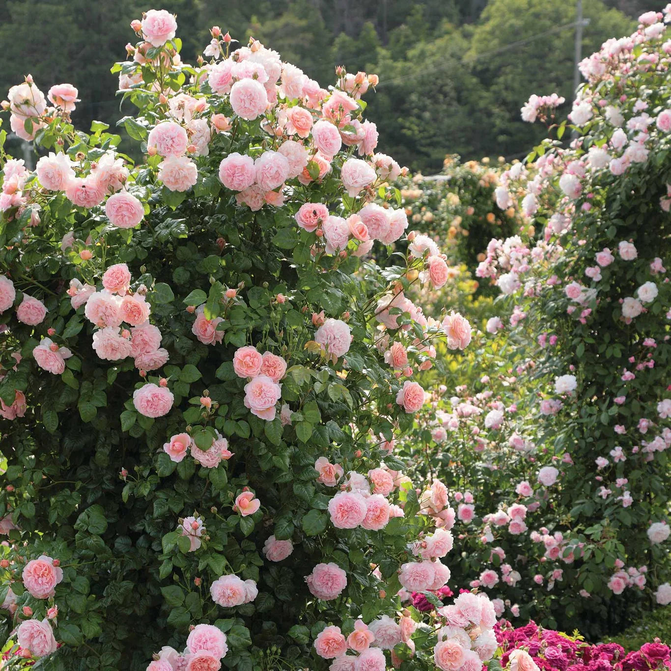 David Austin® Strawberry Hill® Climbing Potted Rose