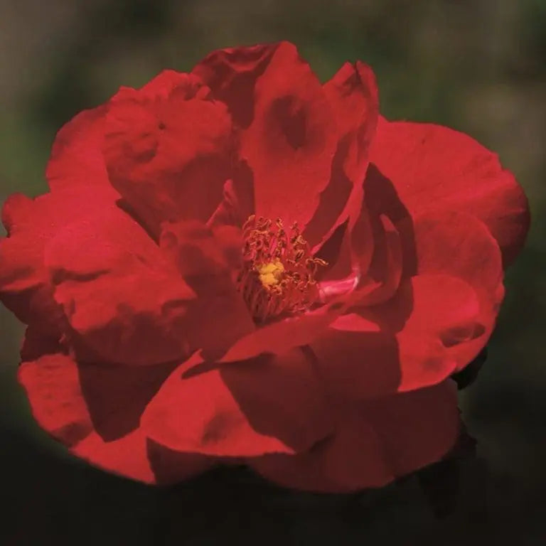 Blaze™ Potted Climbing Rose