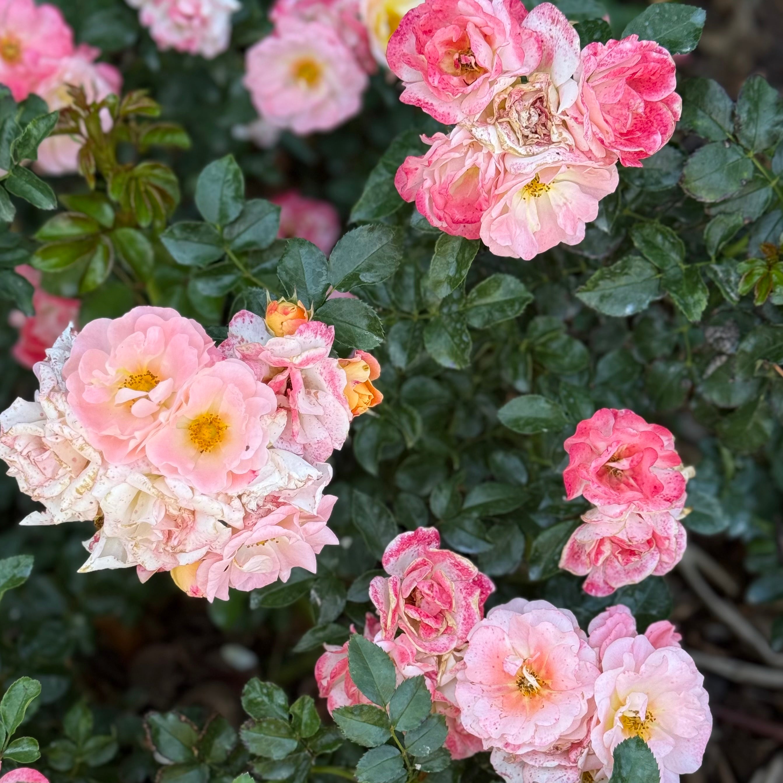 Peach Drift® Potted Rose Bush