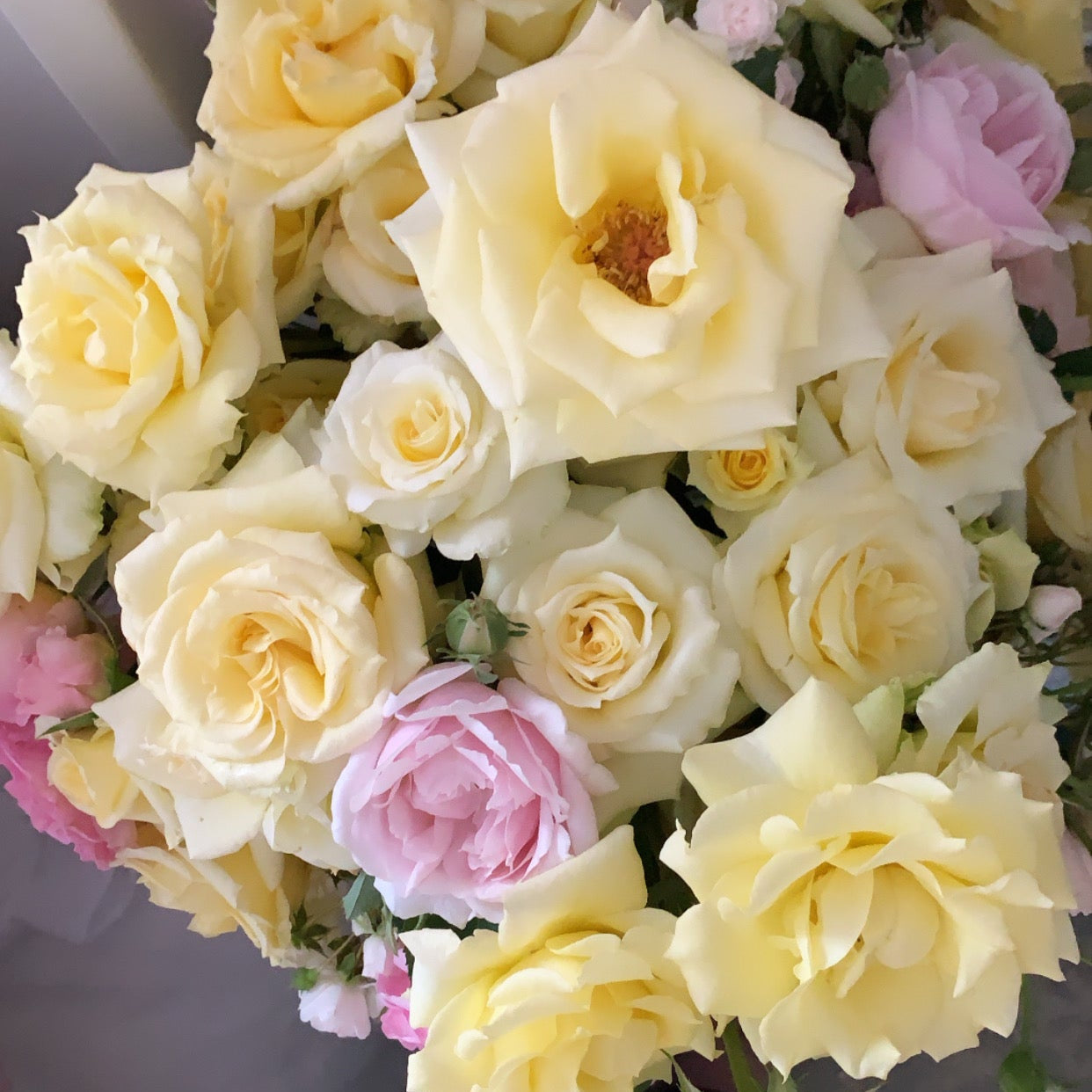 Lemon Spice Potted Rose Bush