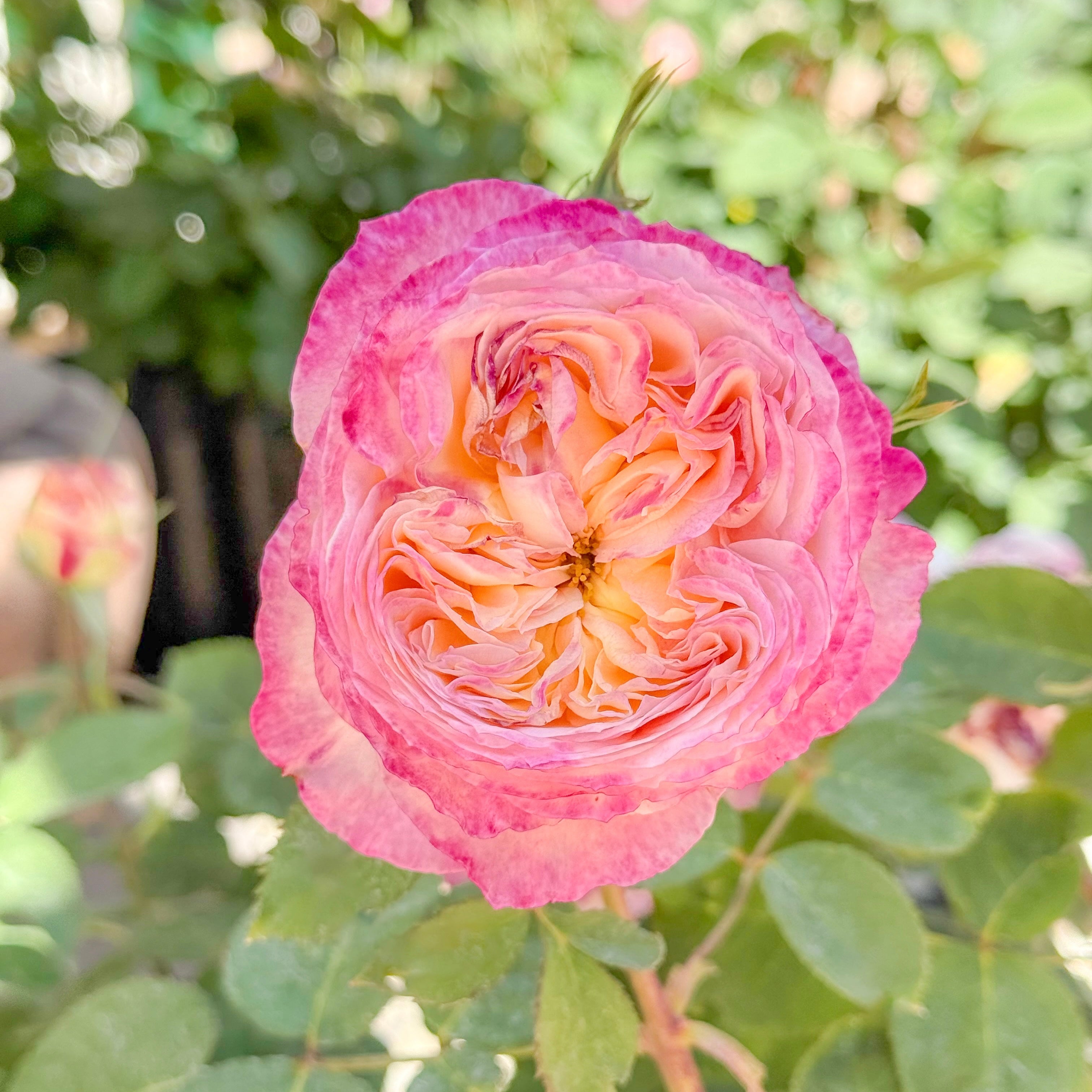 Living the Dream™ Potted Rose Bush