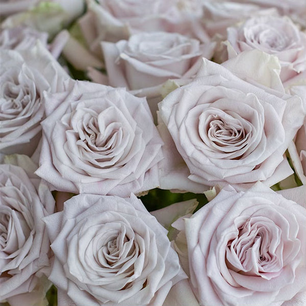 Menta™ Potted Rose Bush