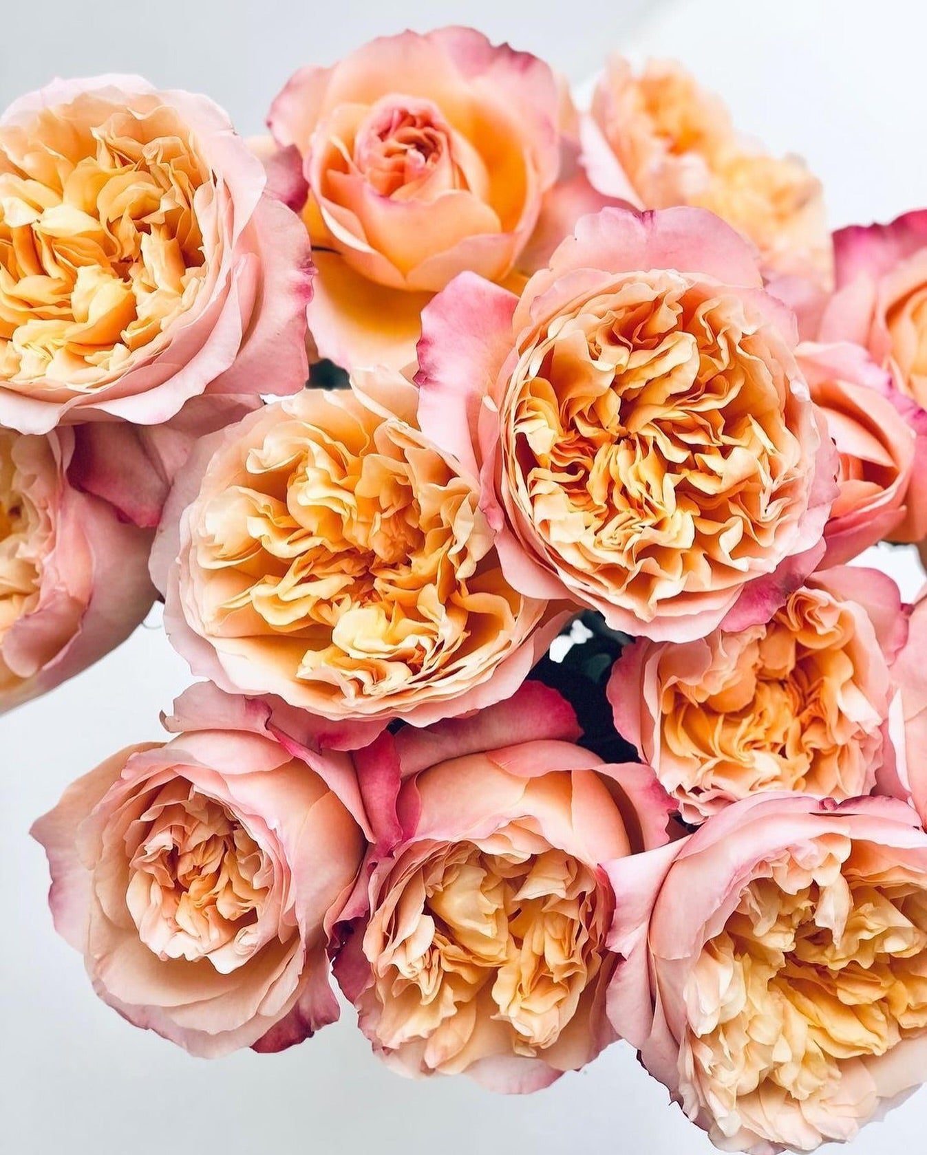 social post by gracerosefarm