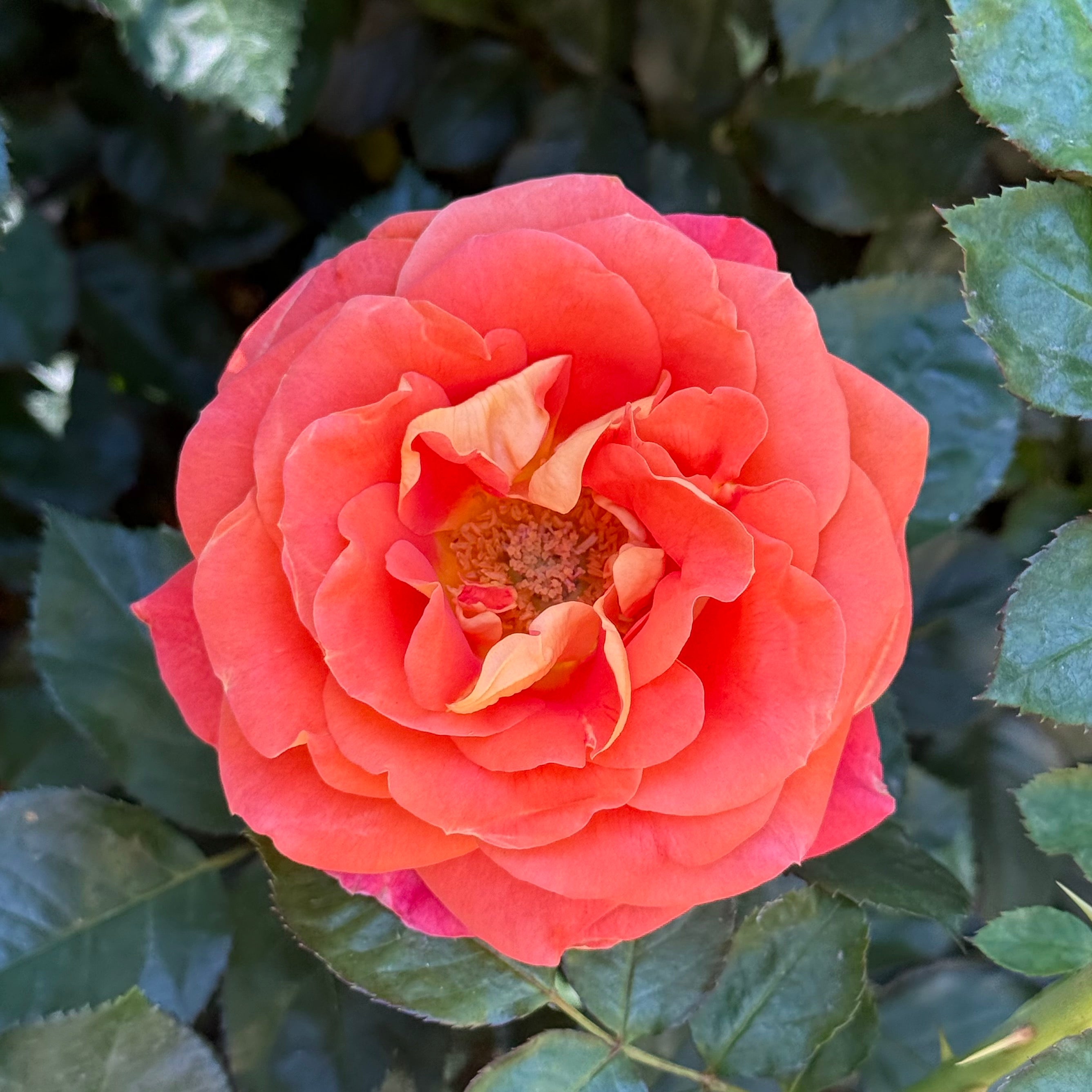 Burst of Joy™ Potted Rose Bush