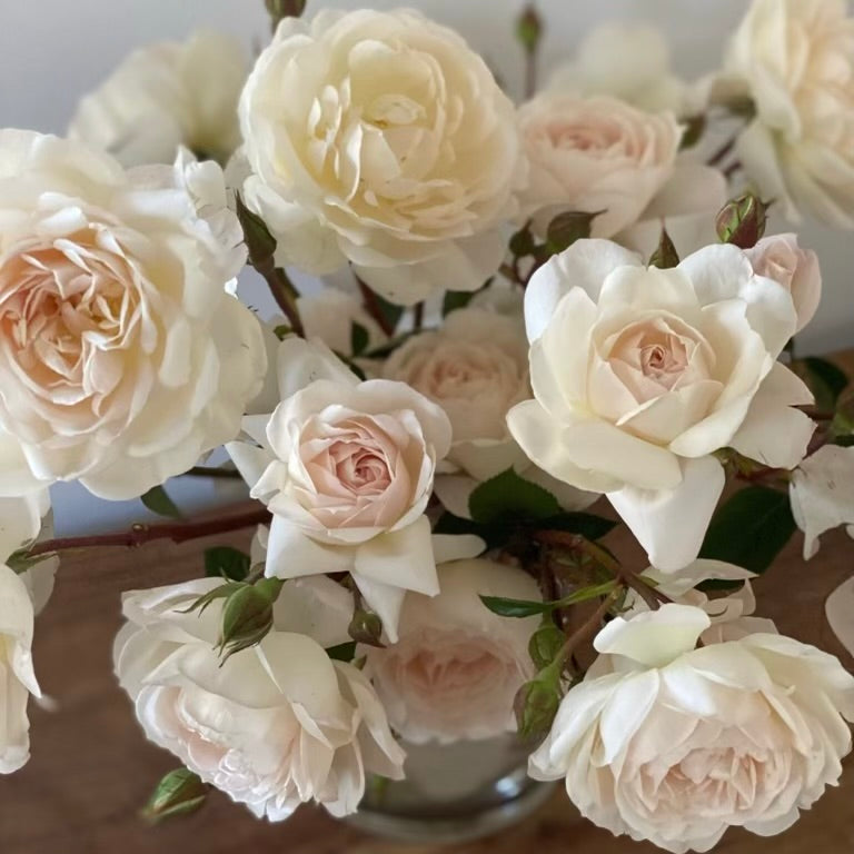 David Austin® Desdemona® Potted Tree Rose