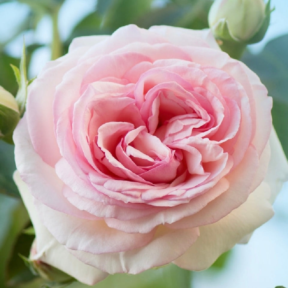 FLASH SALE - 2 pk Eden Climber® Potted Roses