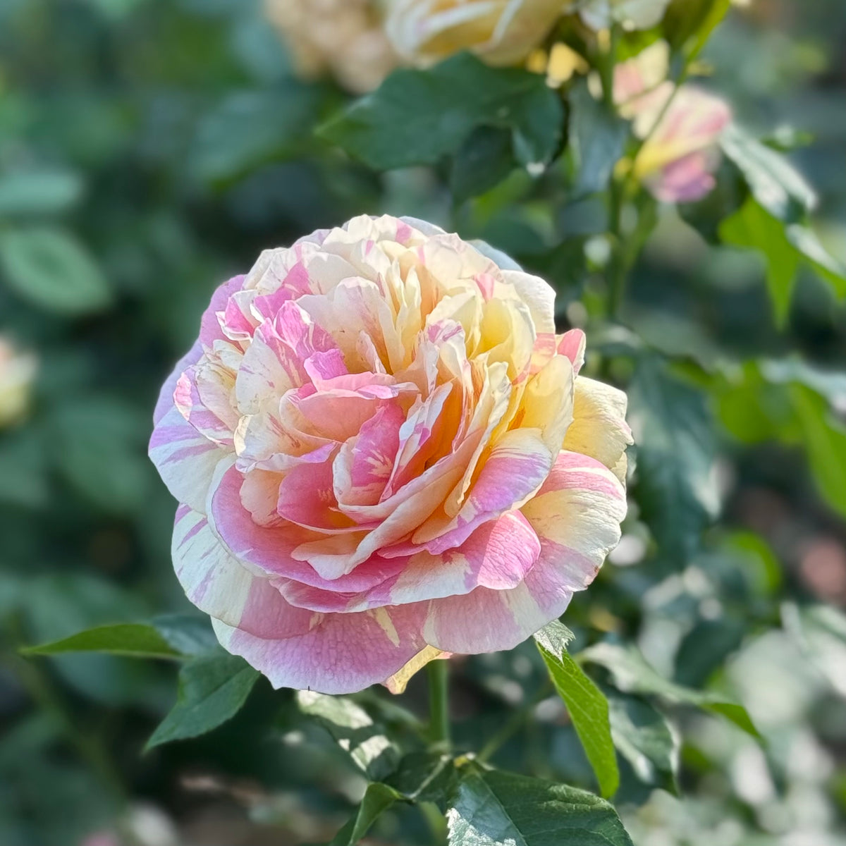 Pop Art™ Bare Root Rose Bush
